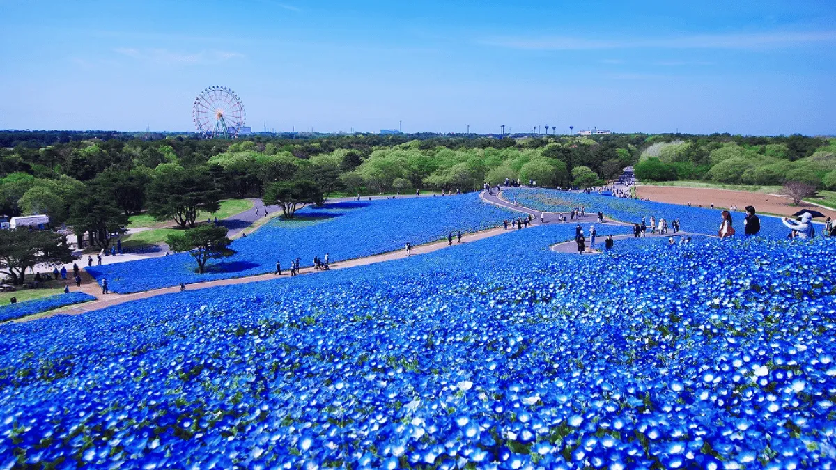 Синие поля Японии в Hitachi Seaside Park. Когда ехать и как спланировать поездку