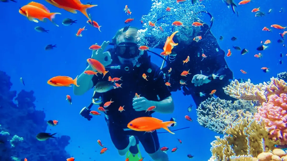 Дайвинг в Египте: лучшие курорты Красного моря и коралловые рифы