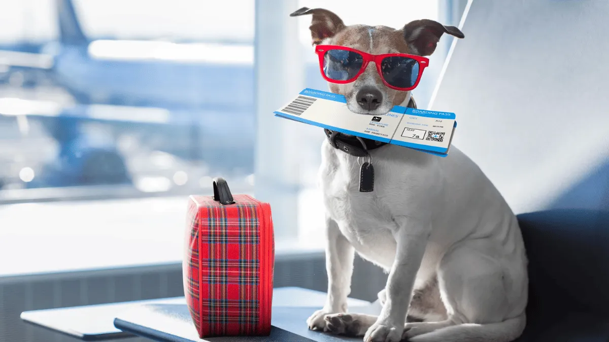 Pet Transportation by Air: Rules, Documents, and Tips Before Your Flight